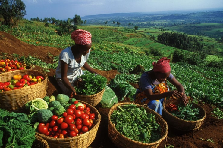 Lutte contre l’insécurité alimentaire : Quand les initiatives locales redonnent espoir aux PDI